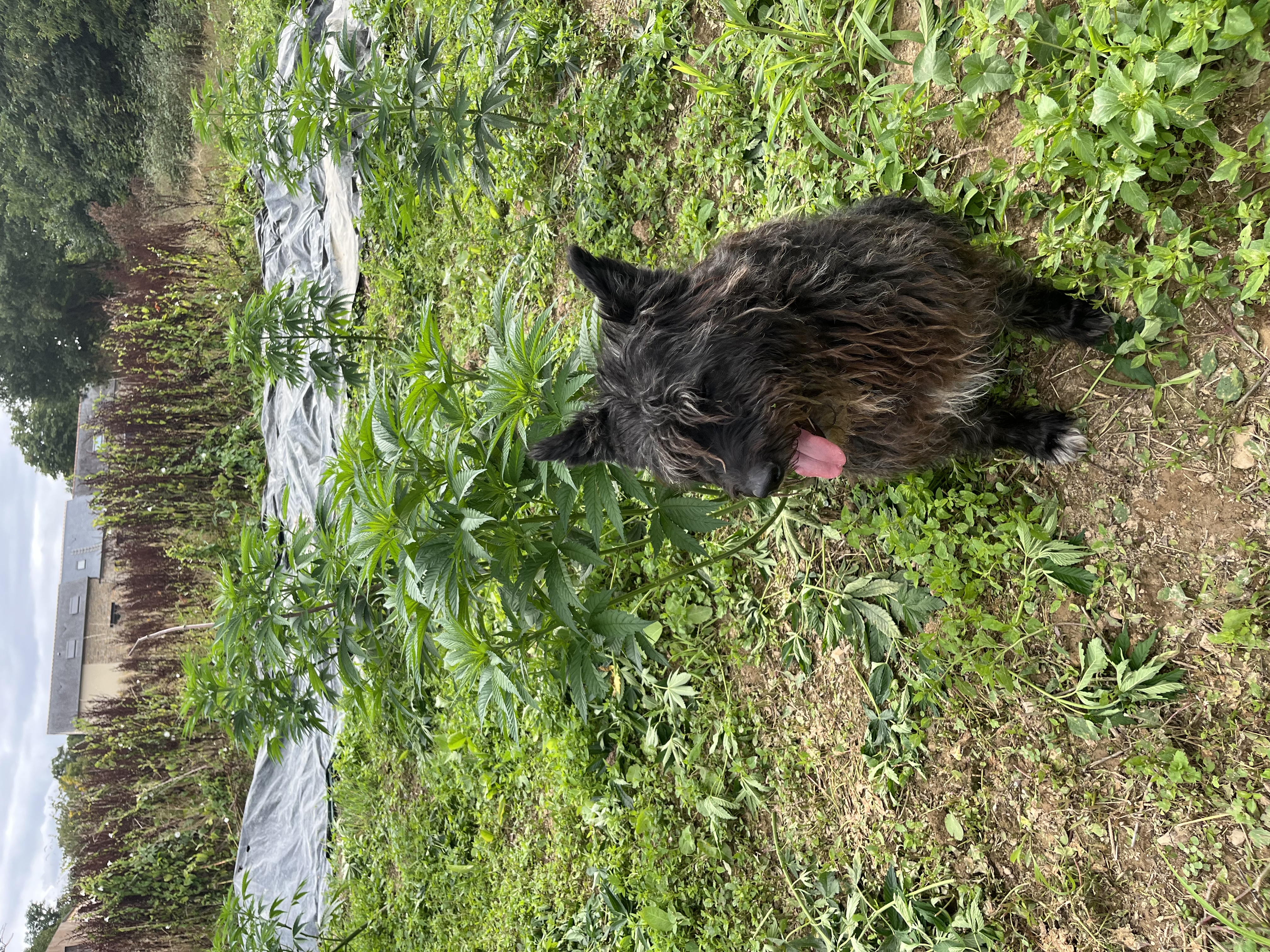 Cultures de la saison - photo 9