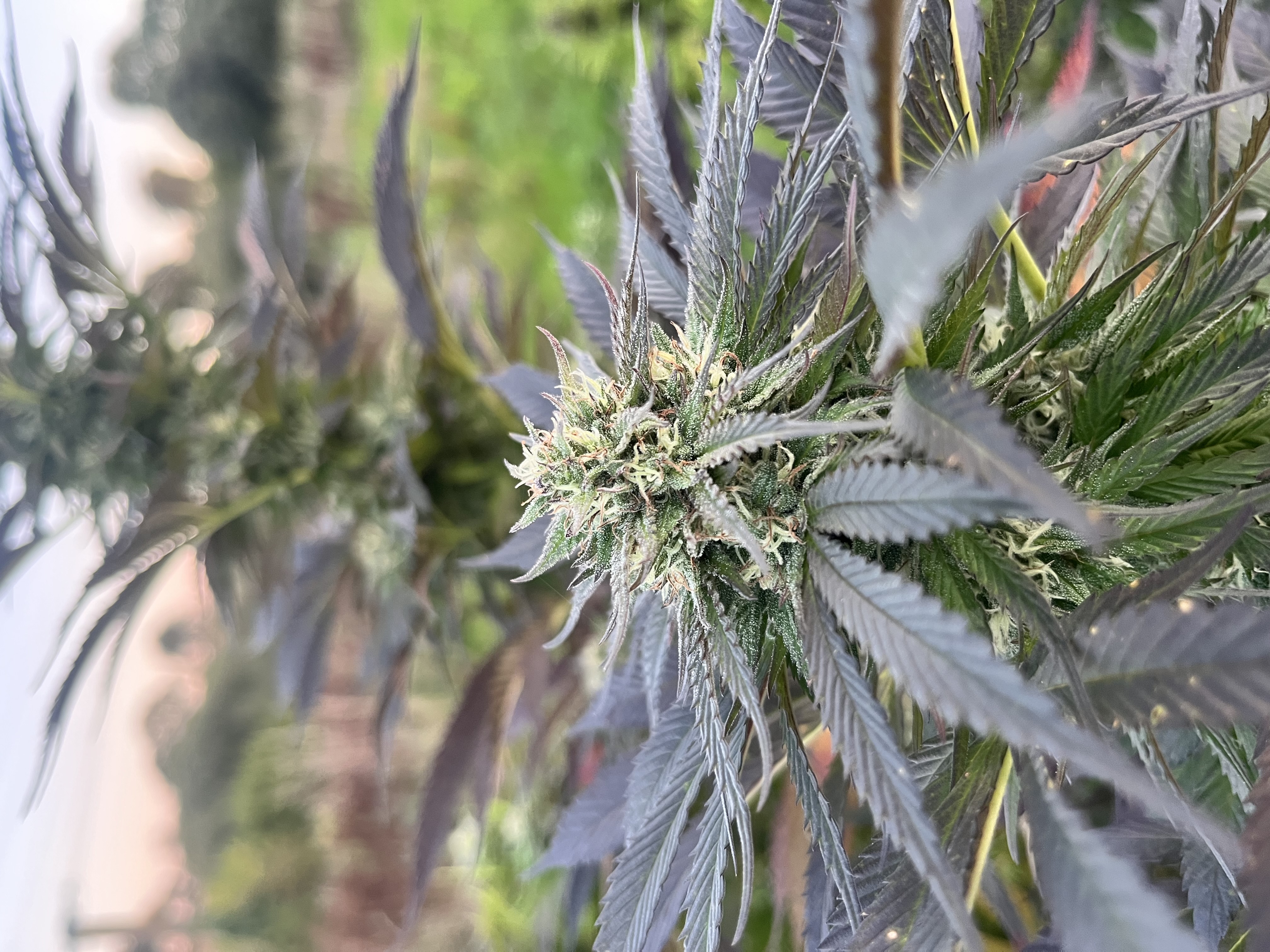 Cultures de la saison - photo 8