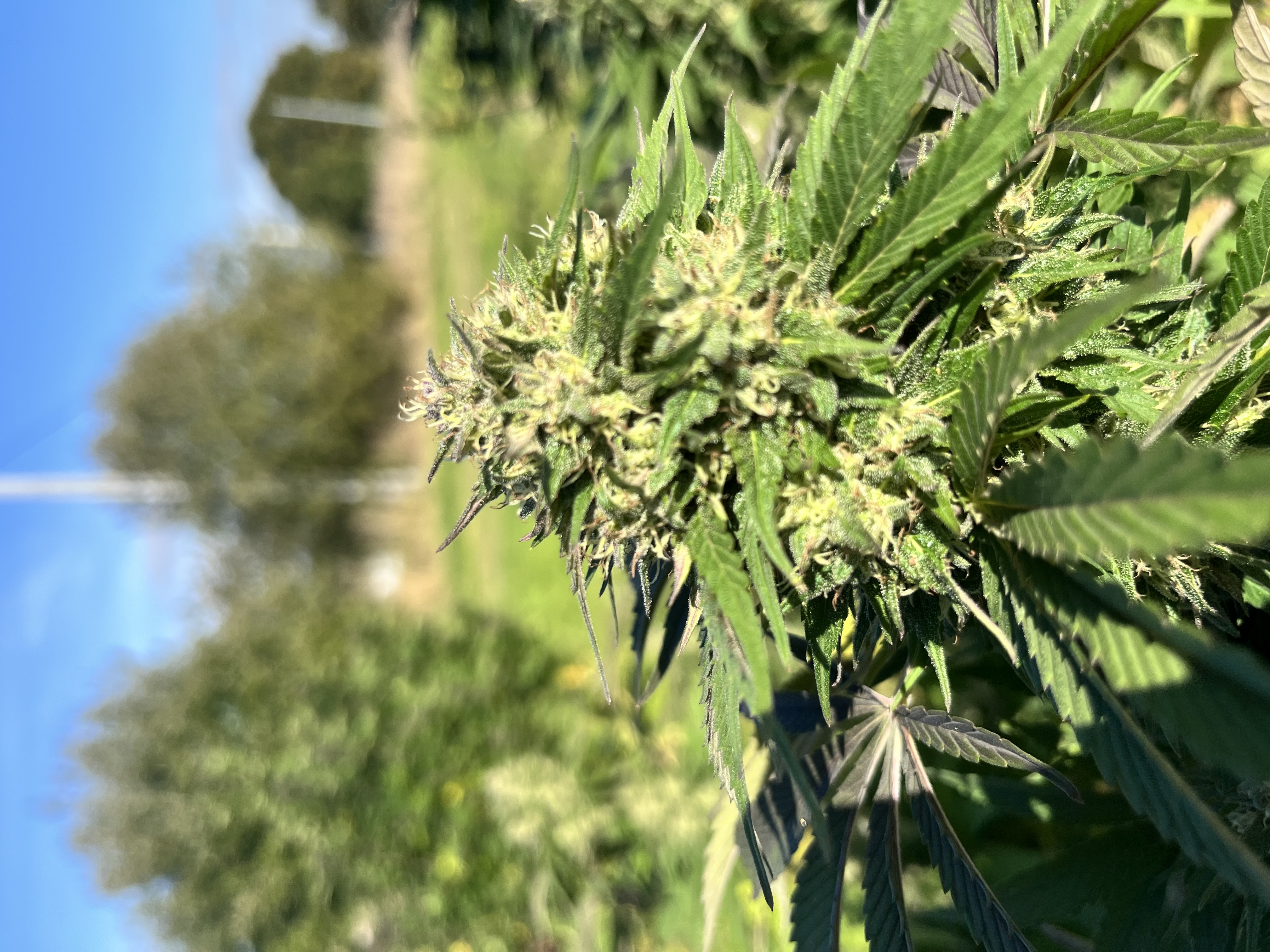 Cultures de la saison - photo 3