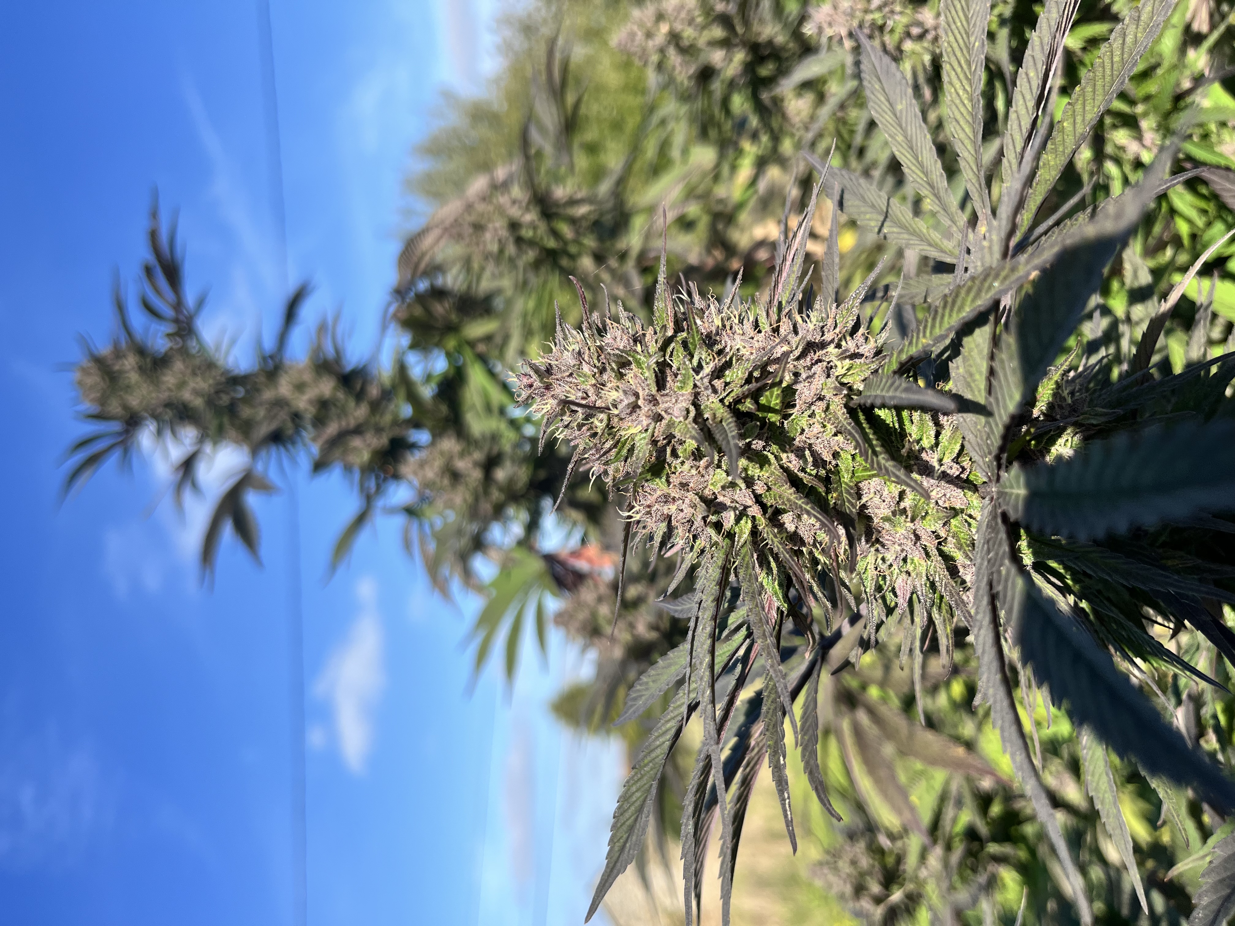 Cultures de la saison - photo 2