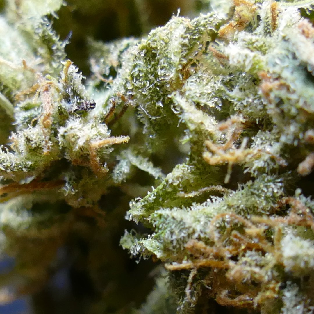 Sour Lifter - photo 2