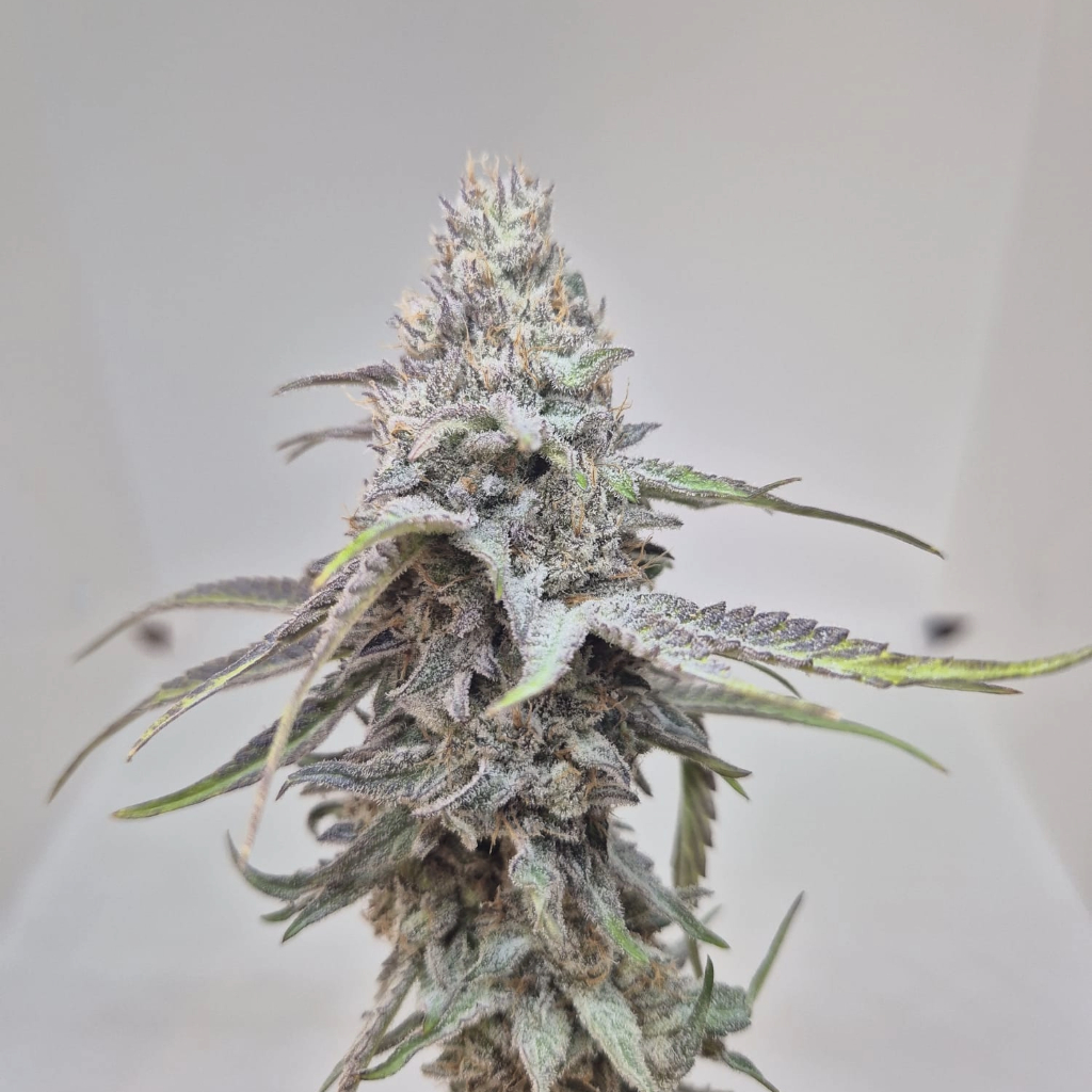 Blue Fruit Vrac G - photo 2