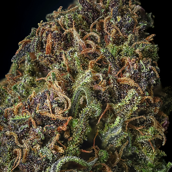 Ultra Pink - photo 2