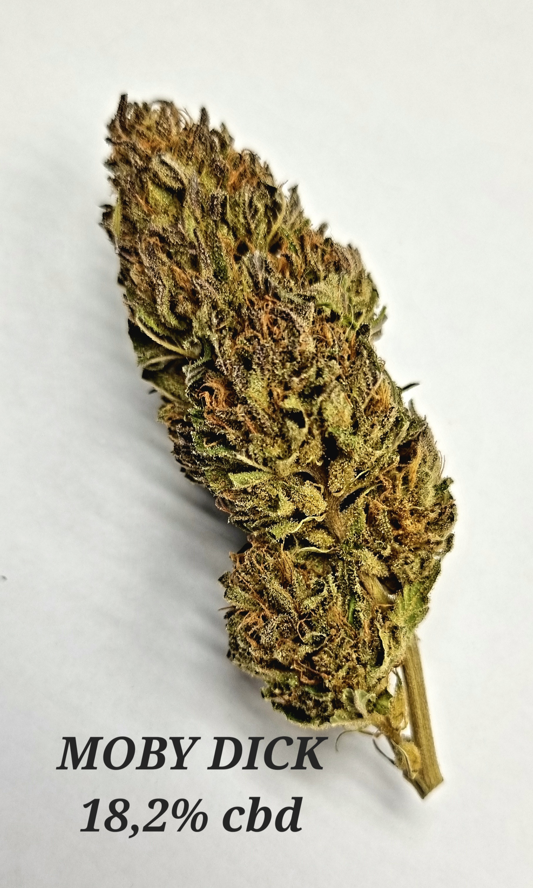 Moby Dick Vrac G - photo 1