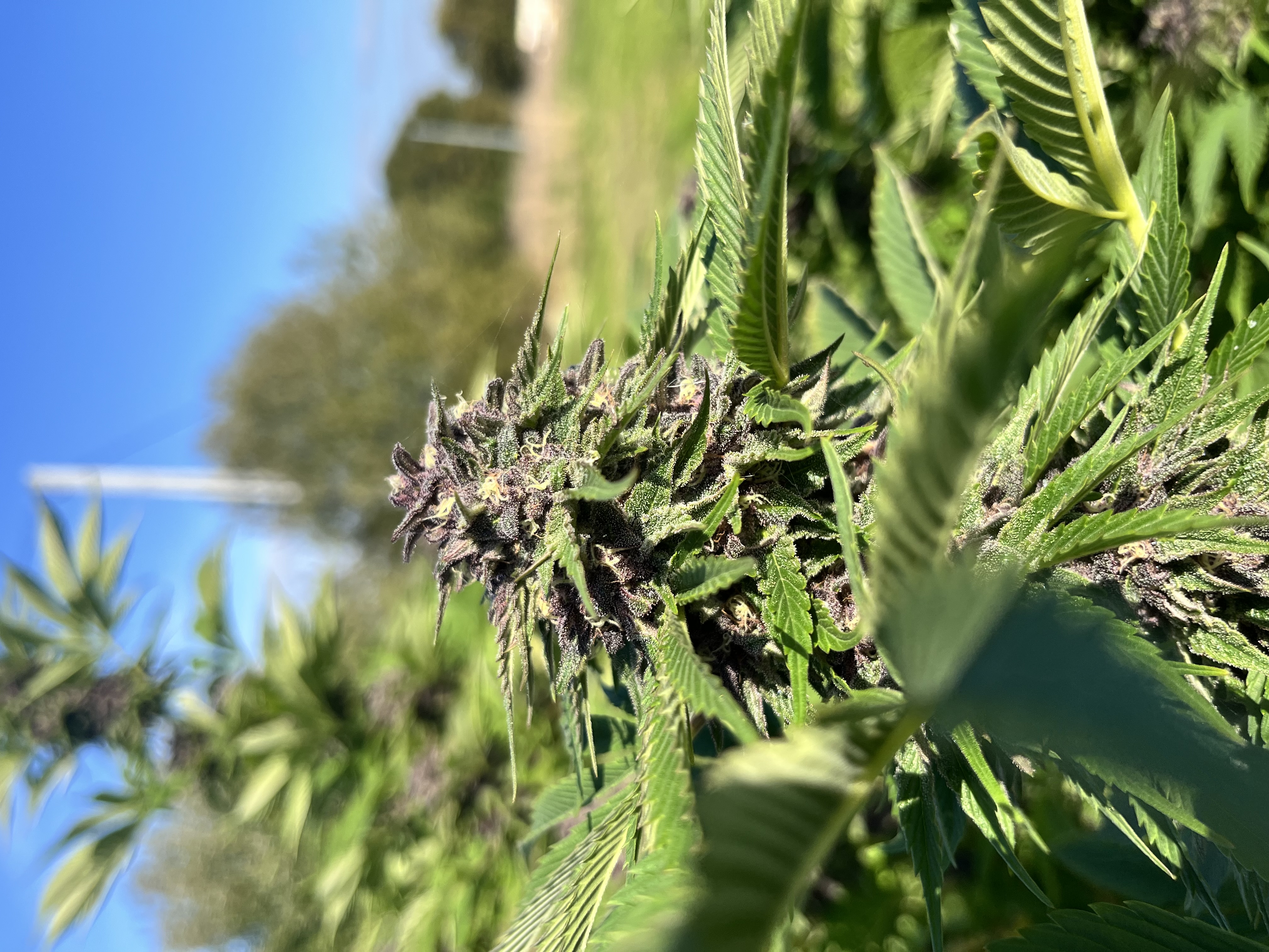 Cream Strawberry Vrac G - photo 3