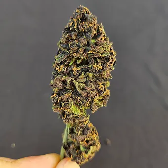 Legendary Platinum OG